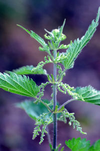 Close-up of plant growing on field