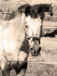 Portrait of horse in stable