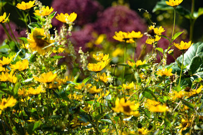 Close-up of yellow flowering plants on field