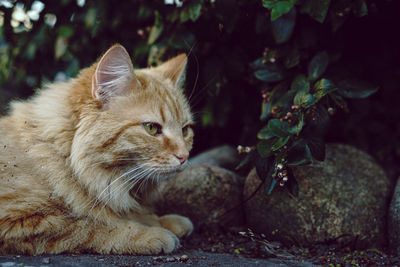 Close-up of a cat looking away