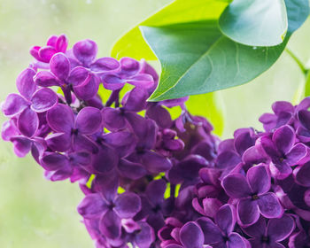 Close-up of purple flowering plants