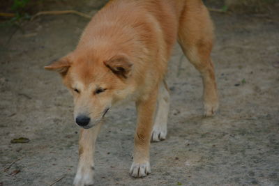 View of dog standing on field