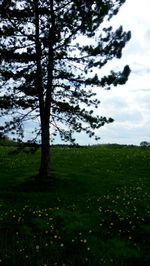 Trees on field against sky