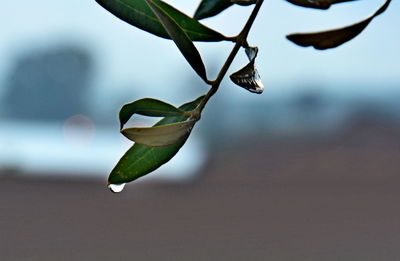 Close-up of water drops on plant