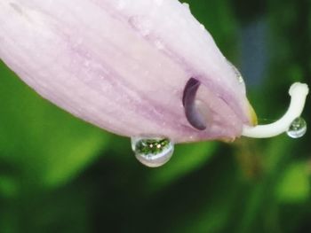 Close-up of water drops on flower