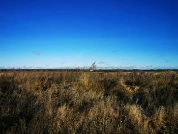 Scenic view of field against blue sky