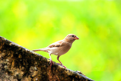 Close-up of bird perching on a tree