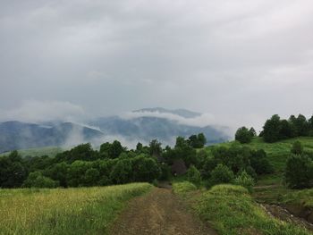 Scenic view of agricultural field against sky