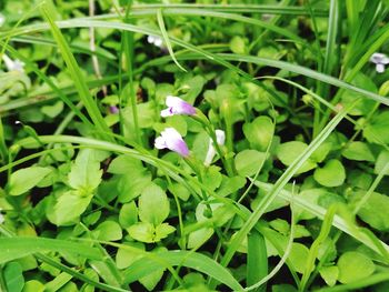 Close-up of flowers blooming outdoors