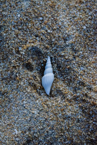 Close-up of fish swimming in sea