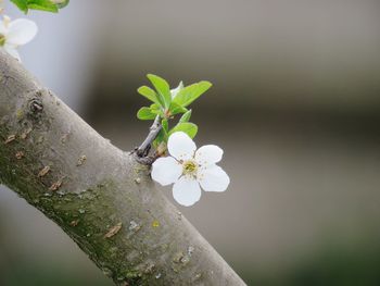 Close-up of white cherry blossom tree