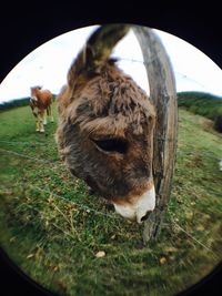 Close-up of bird in grass