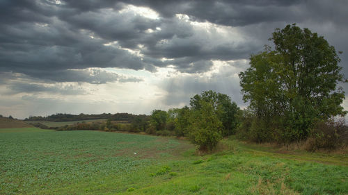 Trees on field against sky