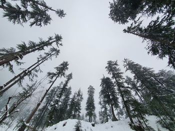 Low angle view of pine trees against sky