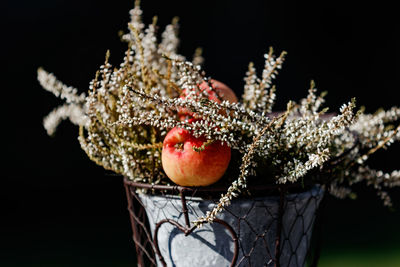 Close-up of fruit against black background