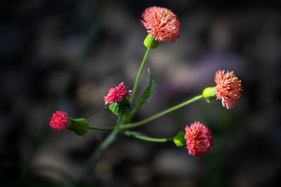 Close-up of pink flowering plant