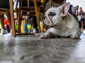 Close-up of dog lying on floor at home