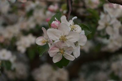 Close-up of pink flowers on tree