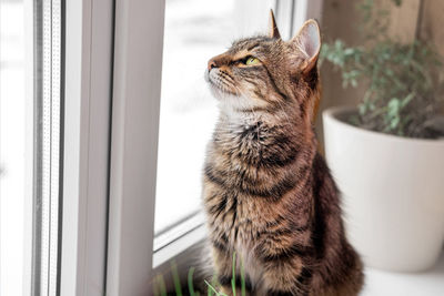 Two cats look out through window at the birds. domestic cats want to catching bird, attack, scrape