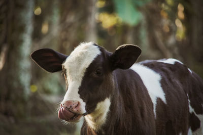 Close-up of a cow