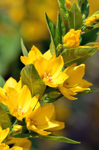 Close-up of yellow flowering plant