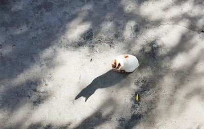 High angle view of person on sand at beach