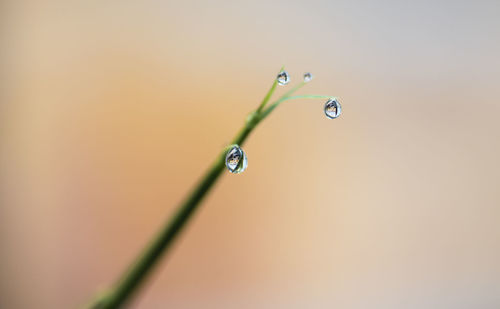 Close-up of water drops on plant