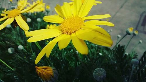 Close-up of yellow flower