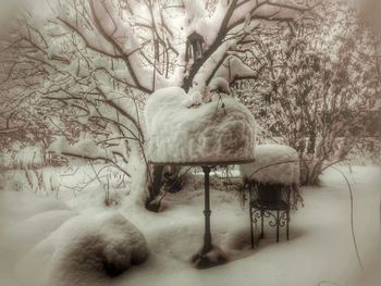 Trees covered with snow