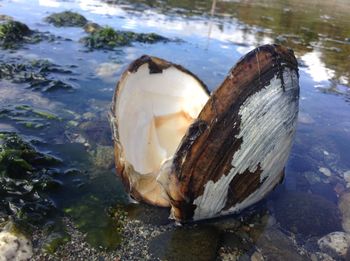 Close-up of turtle in water