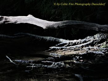 Scenic view of lake in forest
