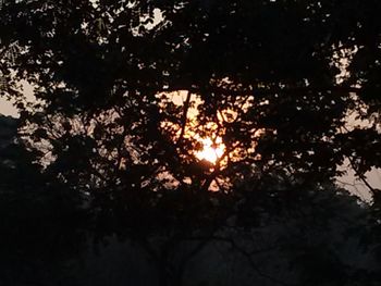 Silhouette of trees at sunset