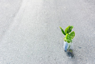 High angle view of plants on street