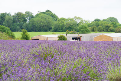 View of flowering plants on field