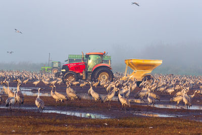 Flock of birds flying over agricultural field against sky