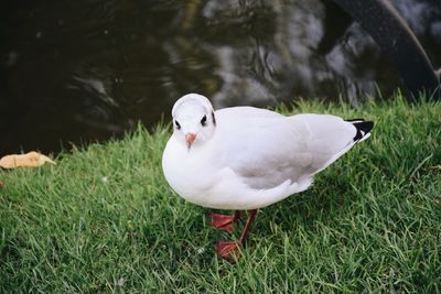 Close-up of bird by lake