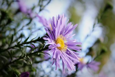 Close-up of pink flowering plant