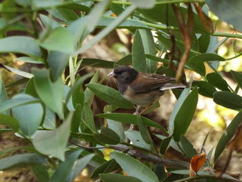 Close-up of bird perching on plant