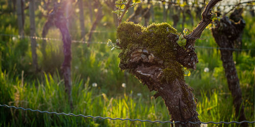 Gnarled vine with moss in spring close-up