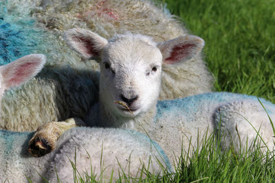 Close-up portrait of a sheep