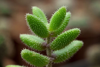 Close-up of succulent plant