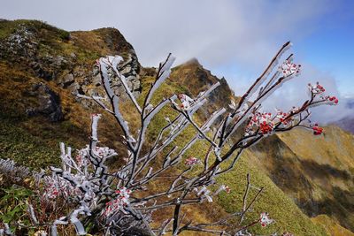 Low angle view of flower tree against sky