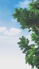 Low angle view of tree against sky
