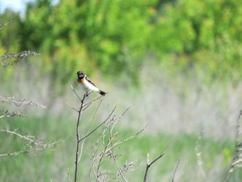 Bird perching on tree