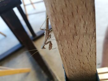 Close-up of insect on wood