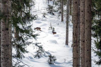 View of an animal on snow covered land