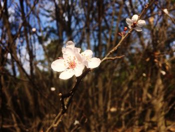 Close-up of apple blossoms in spring