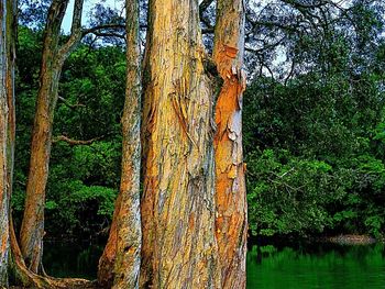 Trees in park