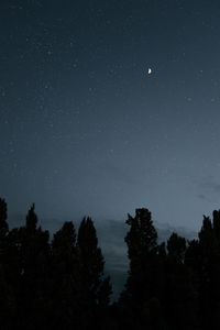 Low angle view of trees against star field at night