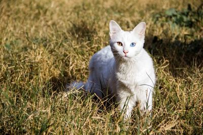 Portrait of white cat on grassy field
